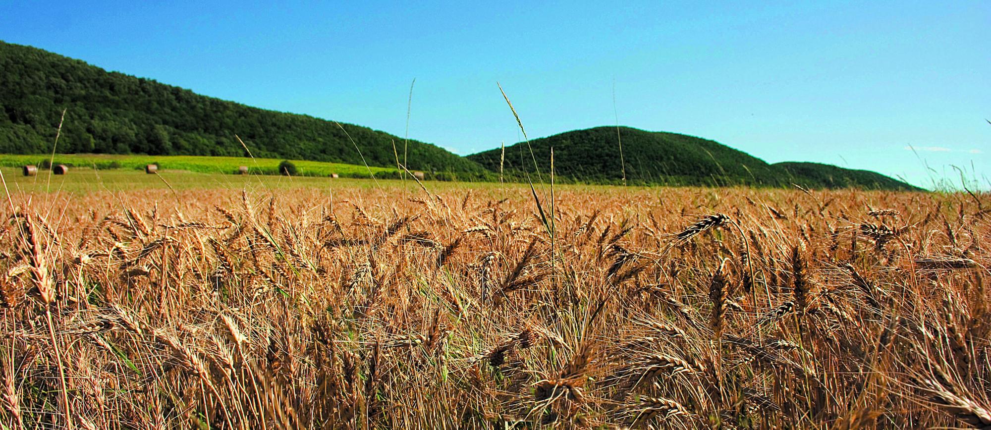 Spelt growing at Stoneybrook Farm in Hillsboro, VA