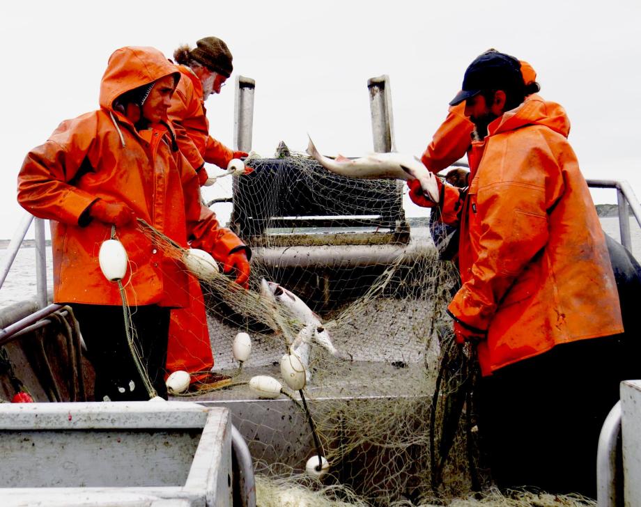 Working together to bring in the catch