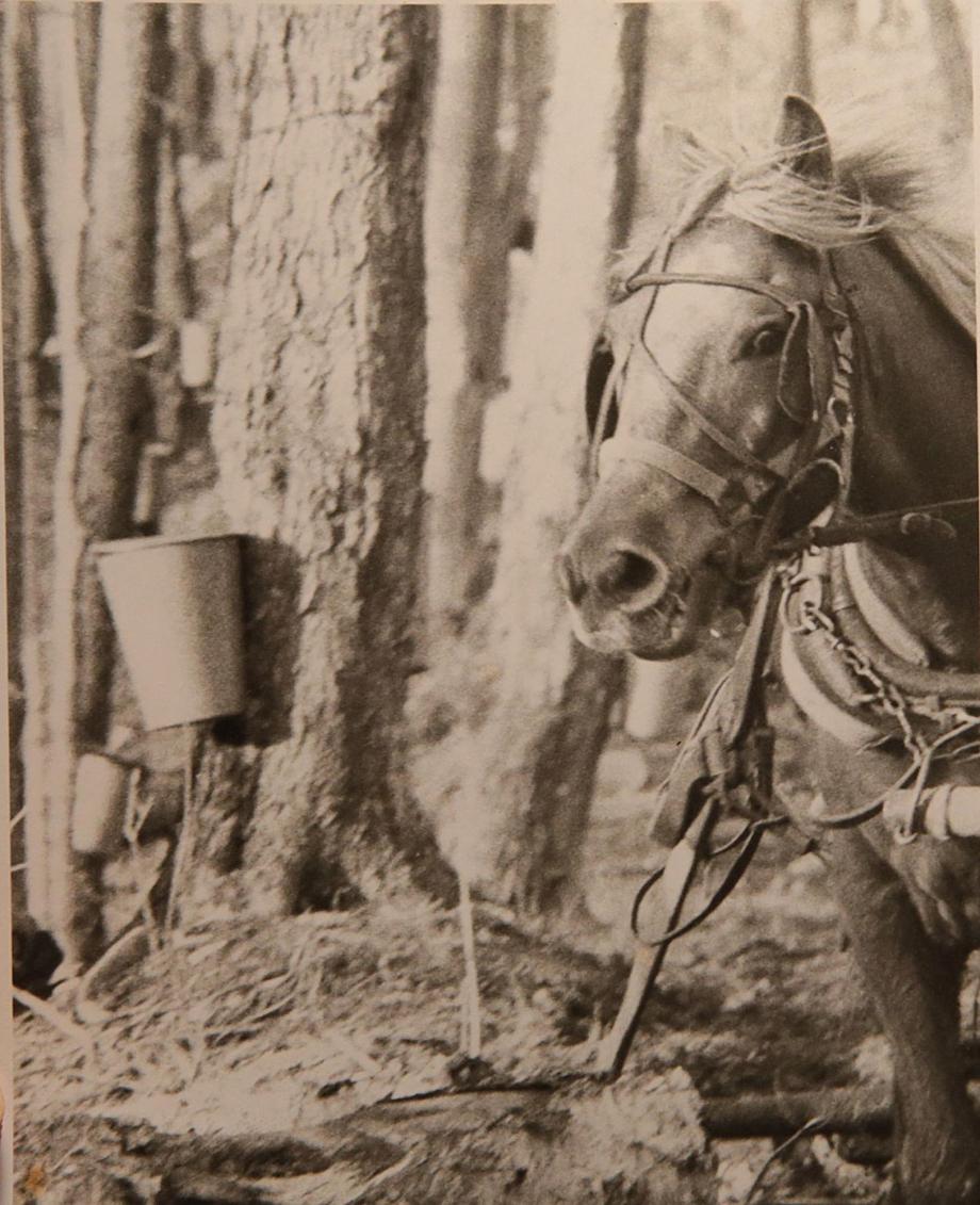 Gathering sap with horses