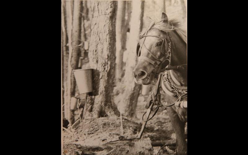 Gathering sap with horses